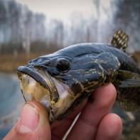 Photo du poisson rotan 4