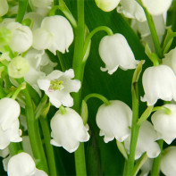 Photo de muguet