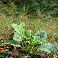 Foto des Wegerichs