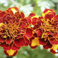 Tagetes-Foto 3