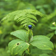 Photo de l'œil-de-corbeau 3
