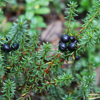 Photo de la camarine 4