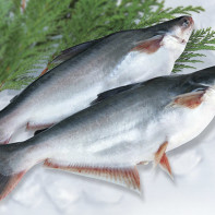 Photo du pangasius 3