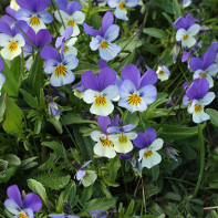 Photo de la violette tricolore 3
