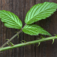 Photo de feuilles de mûre