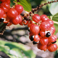 Foto von Guarana