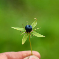 Photo de l'œil-de-corbeau 5