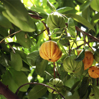 Photo du fruit du garcinia 3