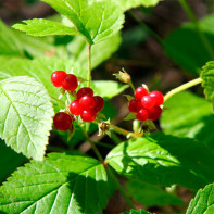 Foto der Steinbeere