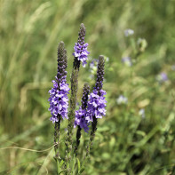 Photo de verveine 2