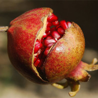 Photo de grenade 4