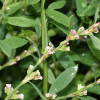 Photo de la renouée 4
