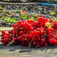 Photo de viorne rouge 2