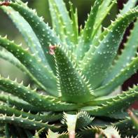 Photo d'aloe