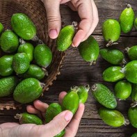 Photo de feijoa 3