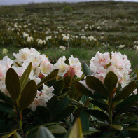 Photo du rhododendron du Caucase 2