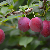 Photo de prunes 3