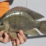 Photo de tilapia