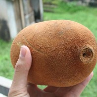 Photo de cupuaçu
