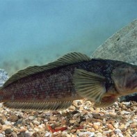 Foto von Notothenia