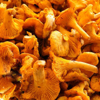Photo de girolles 4