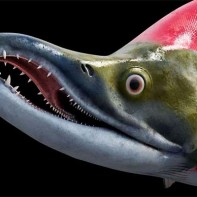 Foto des Sockeye-Lachses 3