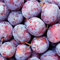 Photos de prunes