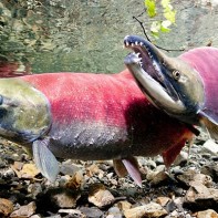 Foto des Sockeye-Lachses 6