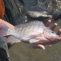 Photo de tilapia 4