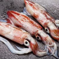 Photo de calamars 2
