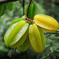 Photo de carambole 2
