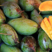 Photo de mangue 4