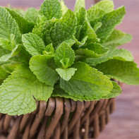 Photo de menthe 3