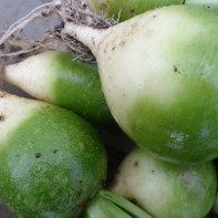 Photo de radis vert 2