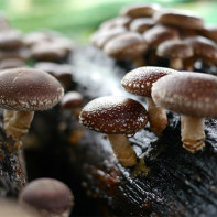 Foto von Shiitake-Pilzen