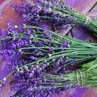 Foto von Lavendel 4