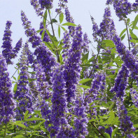 Foto von Vitex