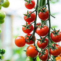 Foto von Cherrytomaten 3
