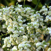 Photo de Sophora du Japon 2