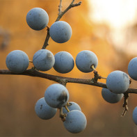 Photo du prunellier 4