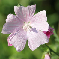 Photo de mauve sylvestre 4