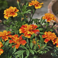 Tagetes-Foto 5