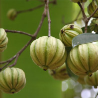 Photo du fruit du garcinia 4