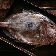 Foto des Dori 7