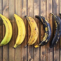 Photo du plantain 5