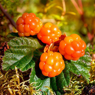 Foto von Moltebeeren 3