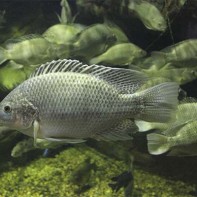 Photo de tilapia 5