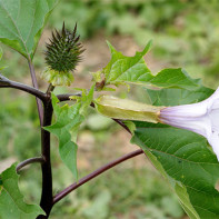 Photo de Datura 4