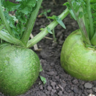 Photo de radis vert 3