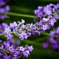Foto von Lavendel 3